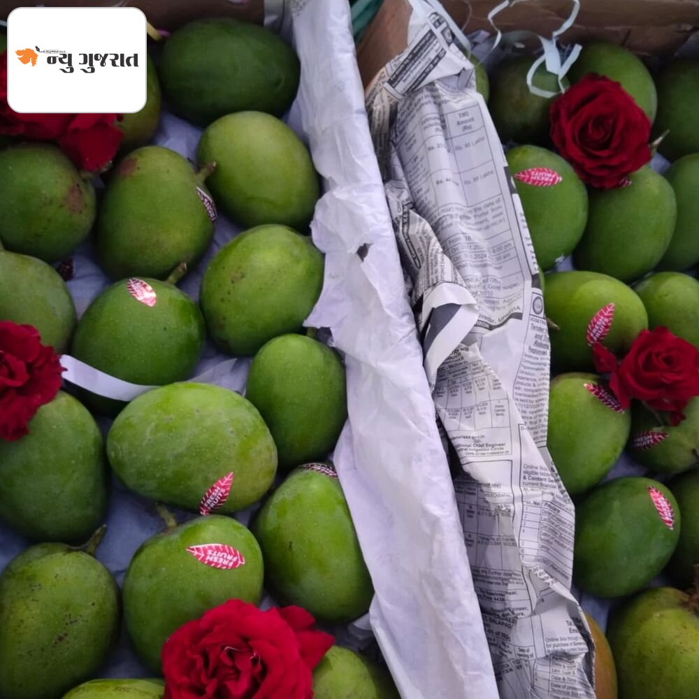 પોરબંદરમાં શિયાળામાં કેરીની મોસમ:બેંગલોરથી 250 કિલો હાફુસ કેરીની આવક, કિલોના ભાવ 200થી 360 રૂપિયા