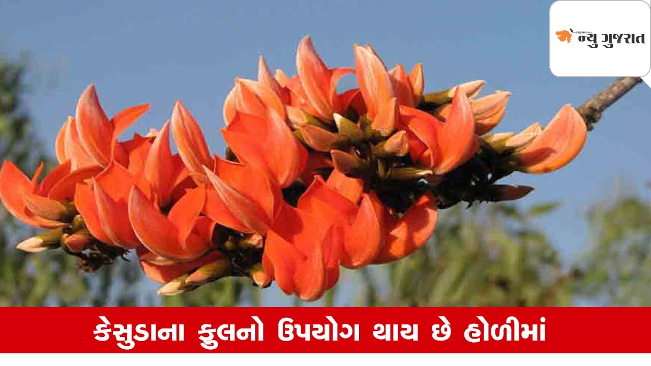 Holi-Dhuletiનો પર્વ નજીક છે ત્યારે કેસુડાના અપાર ફાયદાને કેવી રીતે ભૂલી શકાય