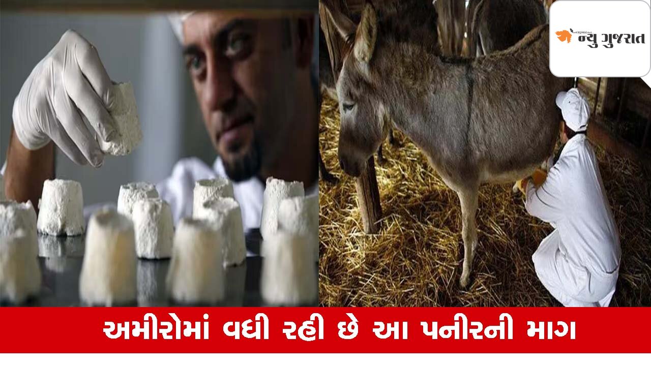 Lifestyle : ગધેડીના દૂધમાંથી બનતું પનીર દુનિયામાં સૌથી મોંઘુ, કરોડપતિઓની ખાસ પસંદ
