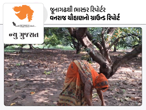 આ વખતે કેસર કેરી ઓછી આવશે:કમોસમી વરસાદ બની અણધારી આફત, મોટા ભાગની કેરી ખરી ગઈ; ખેડૂતોએ ભીની આંખે વેદના વર્ણવી