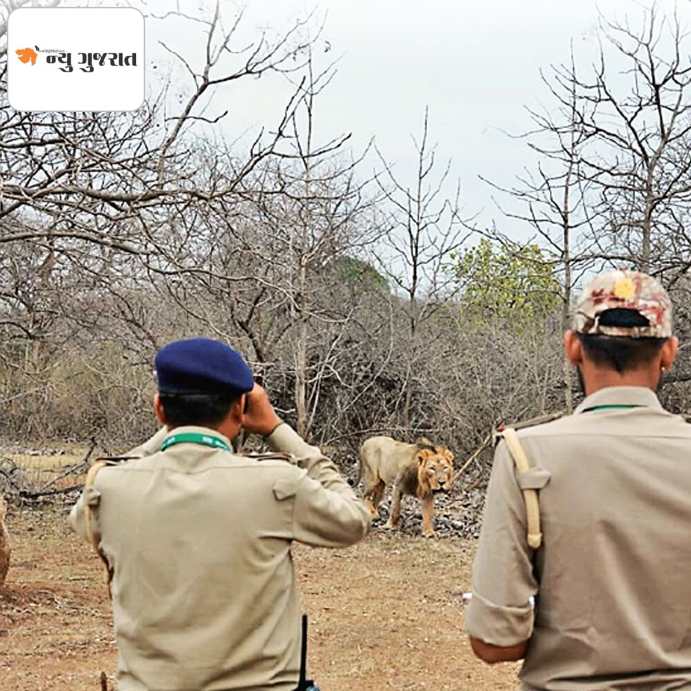 સિંહની ગણતરી કેવી રીતે થાય છે:રાજ્યમાં સિંહોની સંખ્યા 900 થશે, જાહેરાત ટૂંકમાં