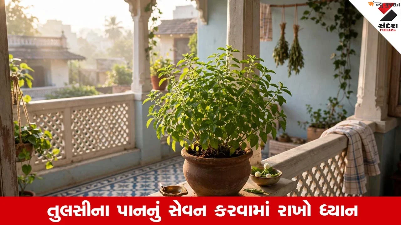 Tulsi Leaf: ગુણકારી તુલસીના પાન કેમ ચાવીને ના ખાવા જોઈએ
