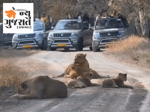 સાસણ-ગીરમાં આજથી સિંહ દર્શનનો પ્રારંભ:આ ત્રણ રંગના જ કપડાં પહેરવા, જંગલ સફારીના ચાર્જિસ અને સાસણ સુધી પહોંચવાની A TO Z માહિતી