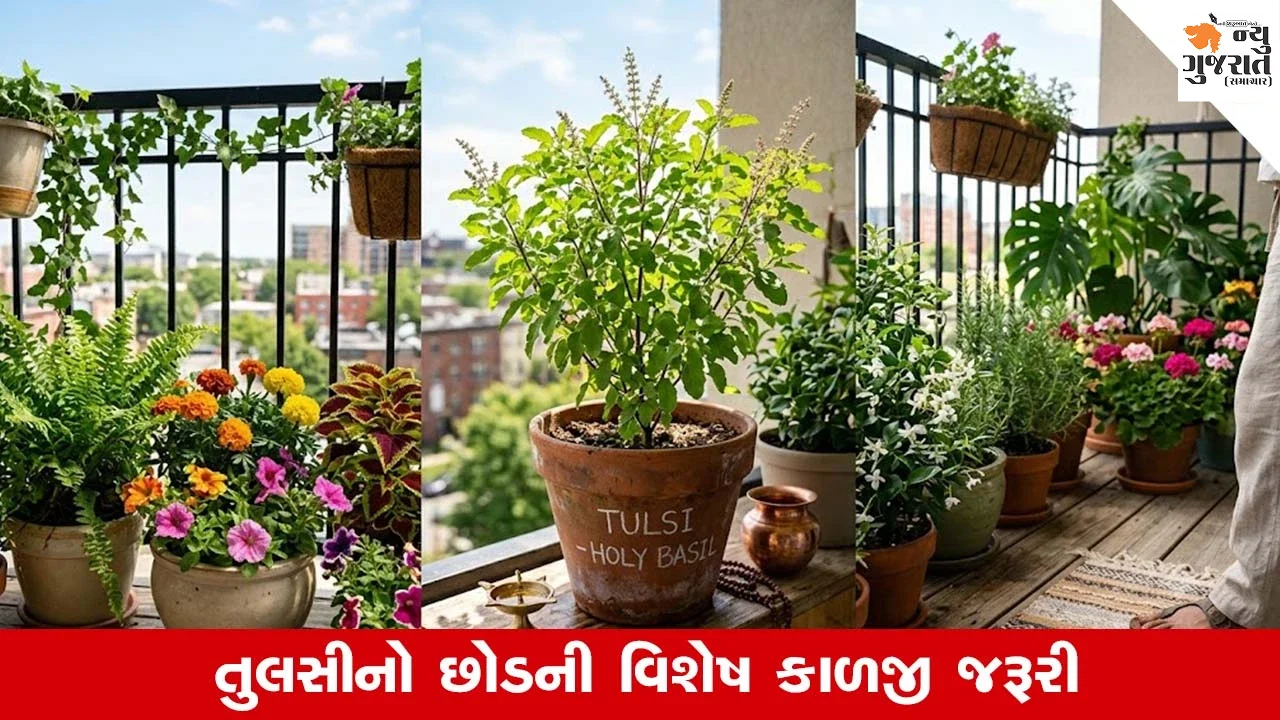 Tulsi Plant : સુકાઈ ગયેલો તુલસીનો છોડ થશે લીલોછમ, અપનાવો આ સ્માર્ટ ટિપ્સ